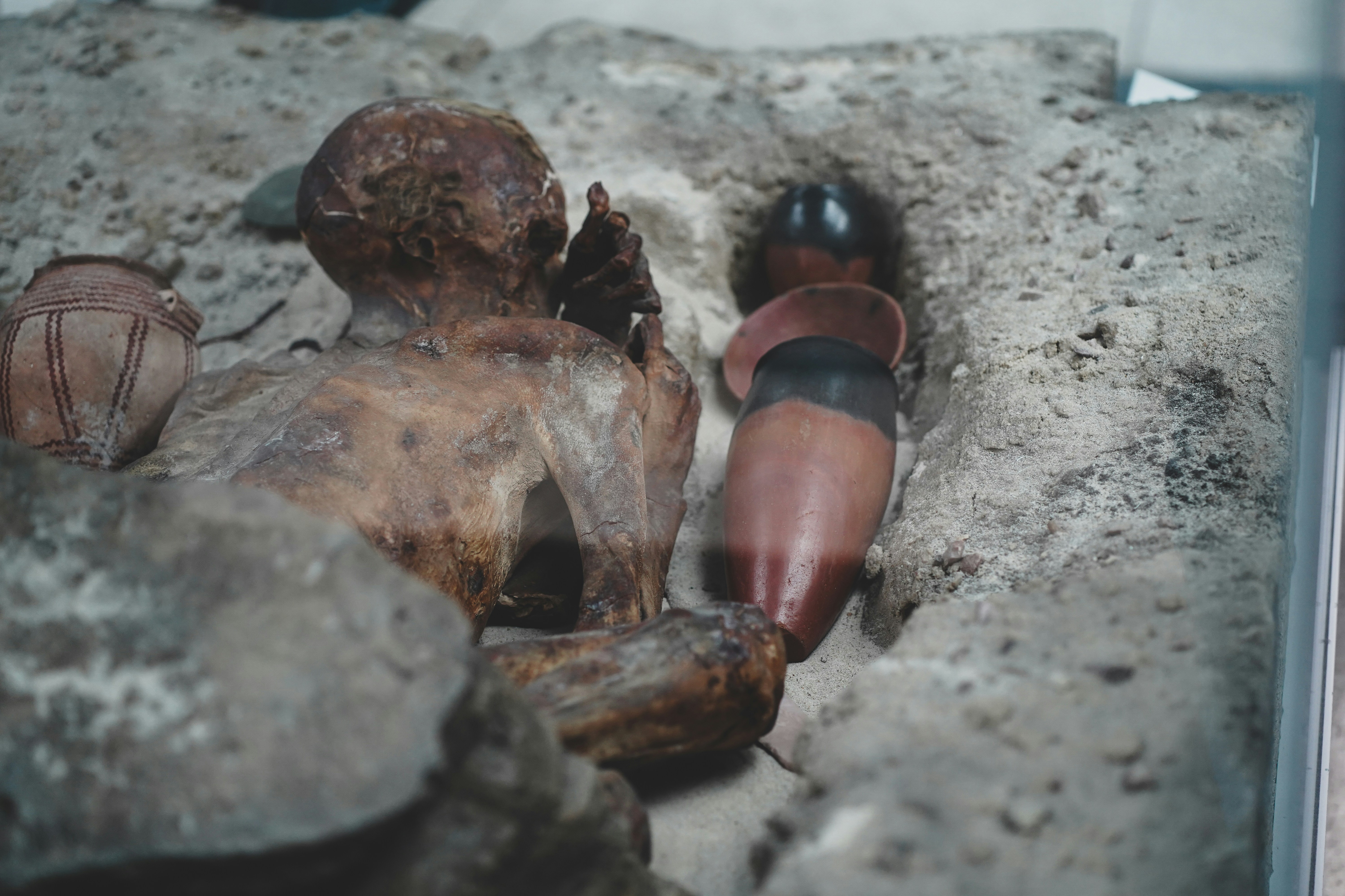 a group of snails on a rock
