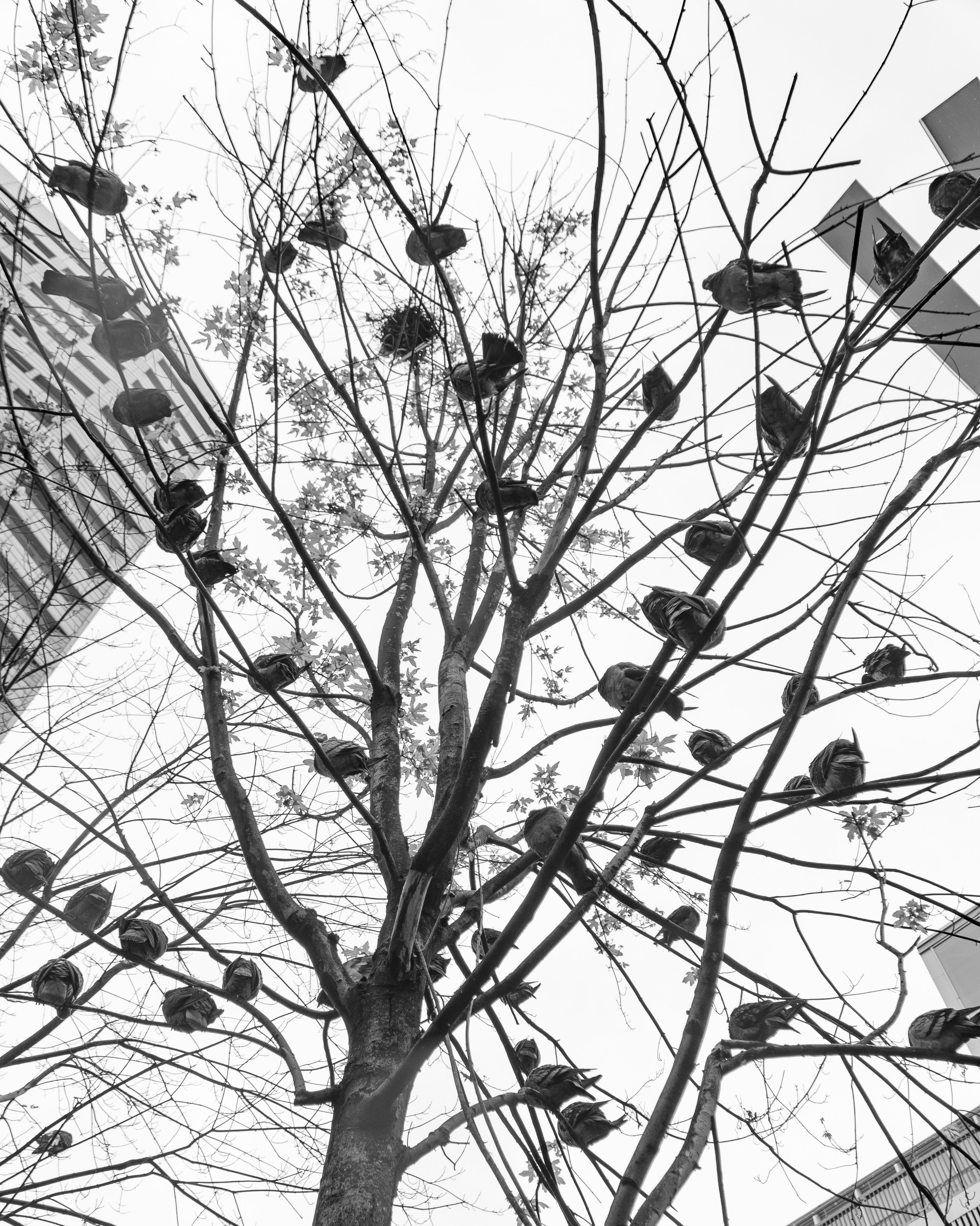 a tree with many shoes from it