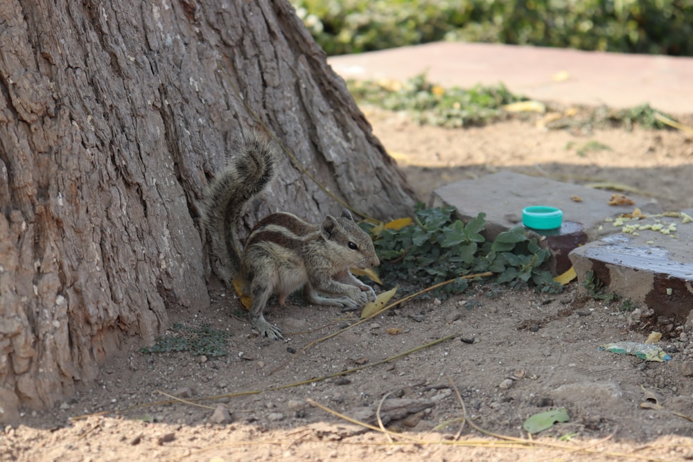 a squirrel eating a nut