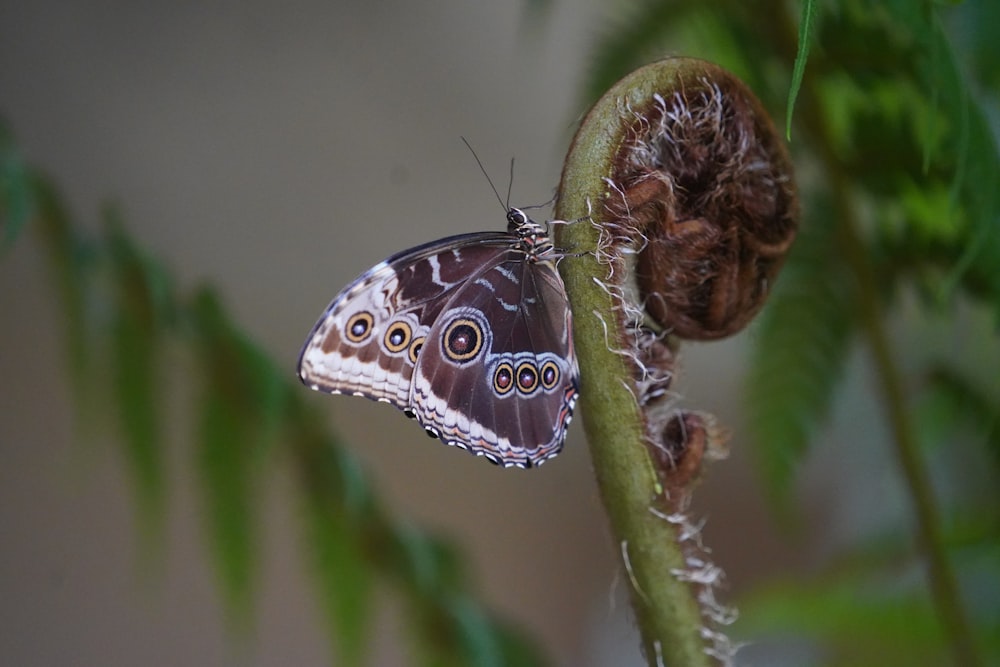 a butterfly on a plant