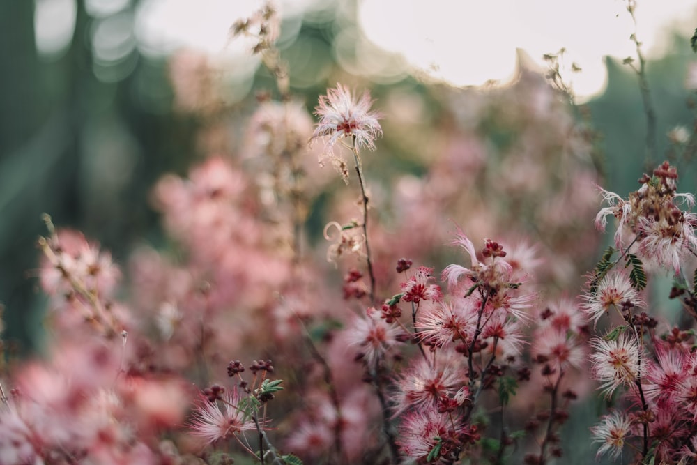 close up of a flower