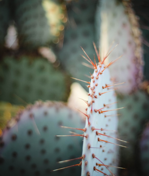 a close up of a bug