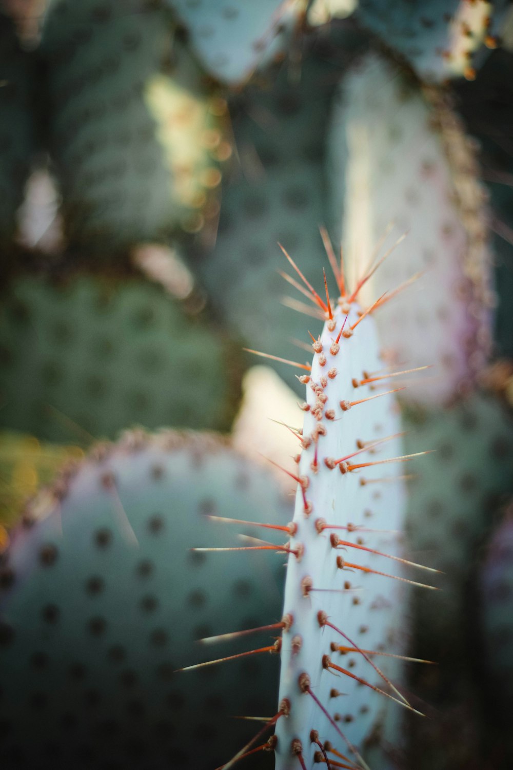 a close up of a bug