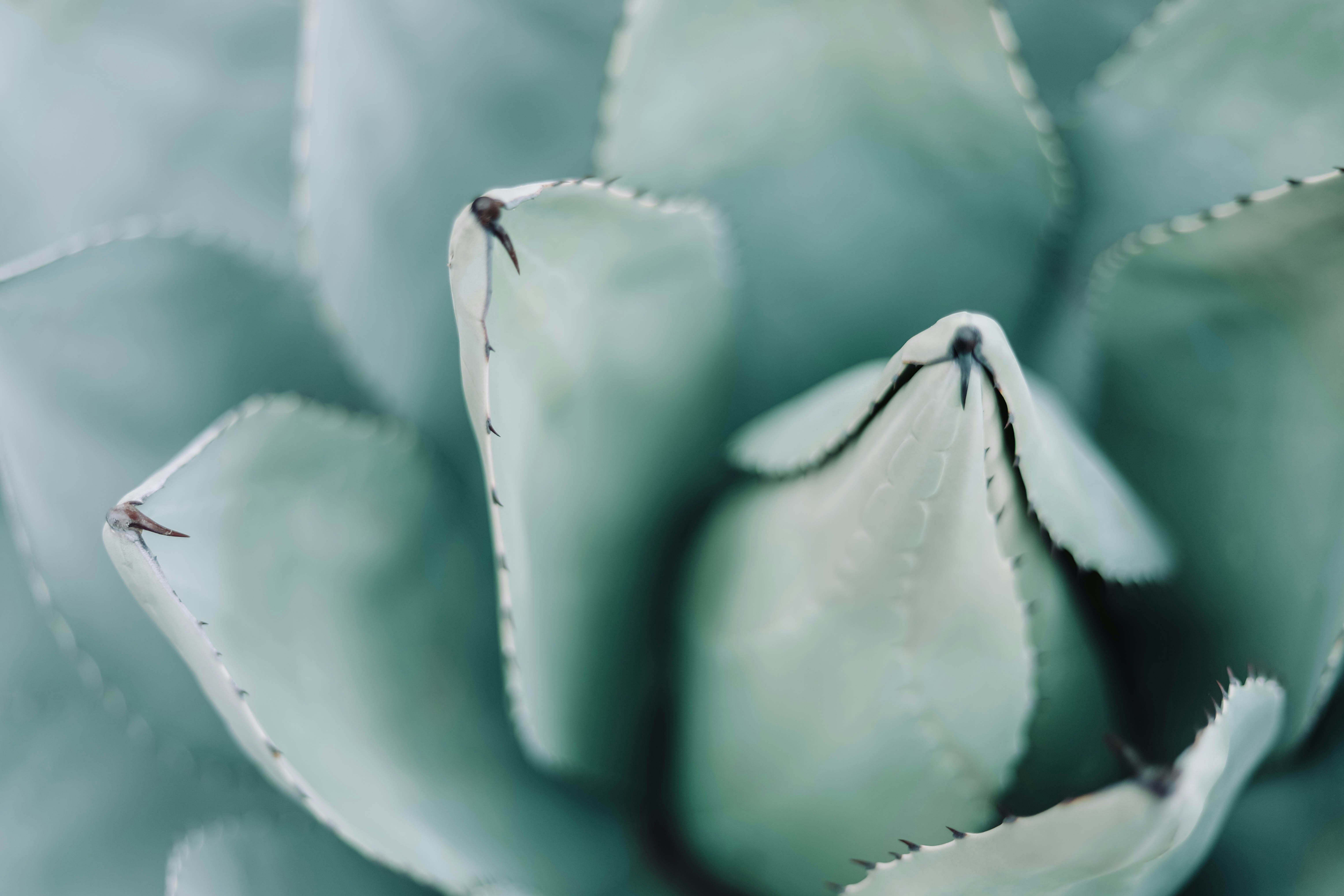 a close up of a plant, 