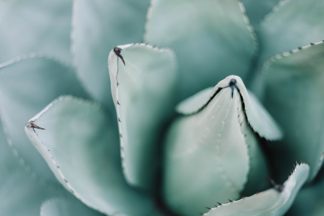 Cactus Quest