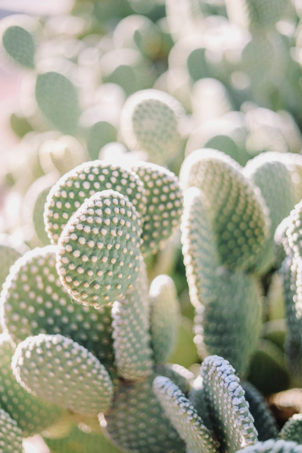 a close up of a cactus