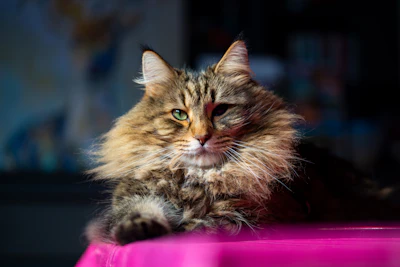 a cat lying on a pink surface