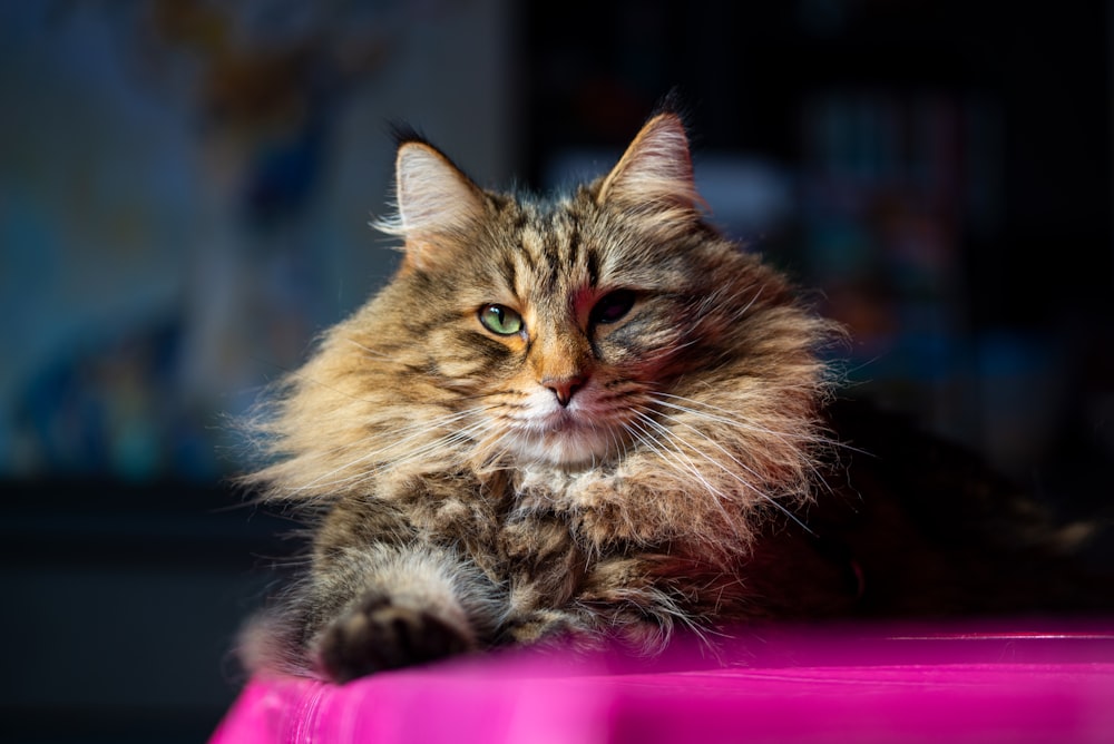 a cat lying on a pink surface