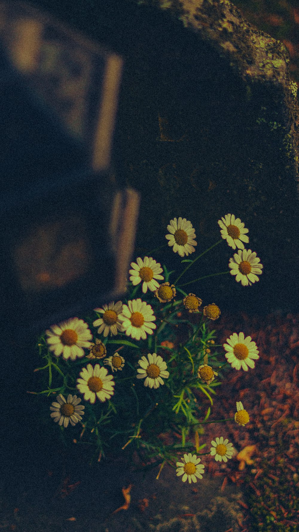 a group of yellow flowers