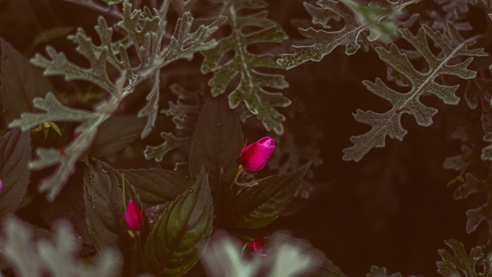 a group of colorful flowers