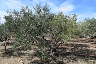 A picturesque olive grove under a clear blue sky, with lush green trees and ripe olives hanging from the branches.