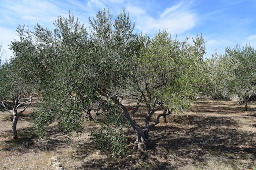 A picturesque olive grove under a clear blue sky, with lush green trees and ripe olives hanging from the branches.