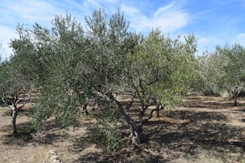 A grove of olive trees with thick trunks and dense, green foliage. The ground beneath the trees is dry with patches of grass and earth visible. The sky above is a clear blue with a few scattered clouds, providing a serene backdrop.