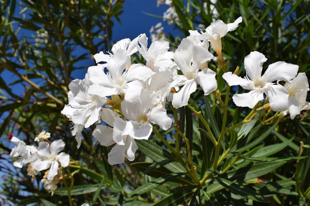 a group of white flowers