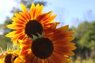 Close-up of a blooming sunflower against the backdrop of the Dordogne hills.
