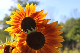 Close-up of a blooming sunflower against the backdrop of the Dordogne hills.