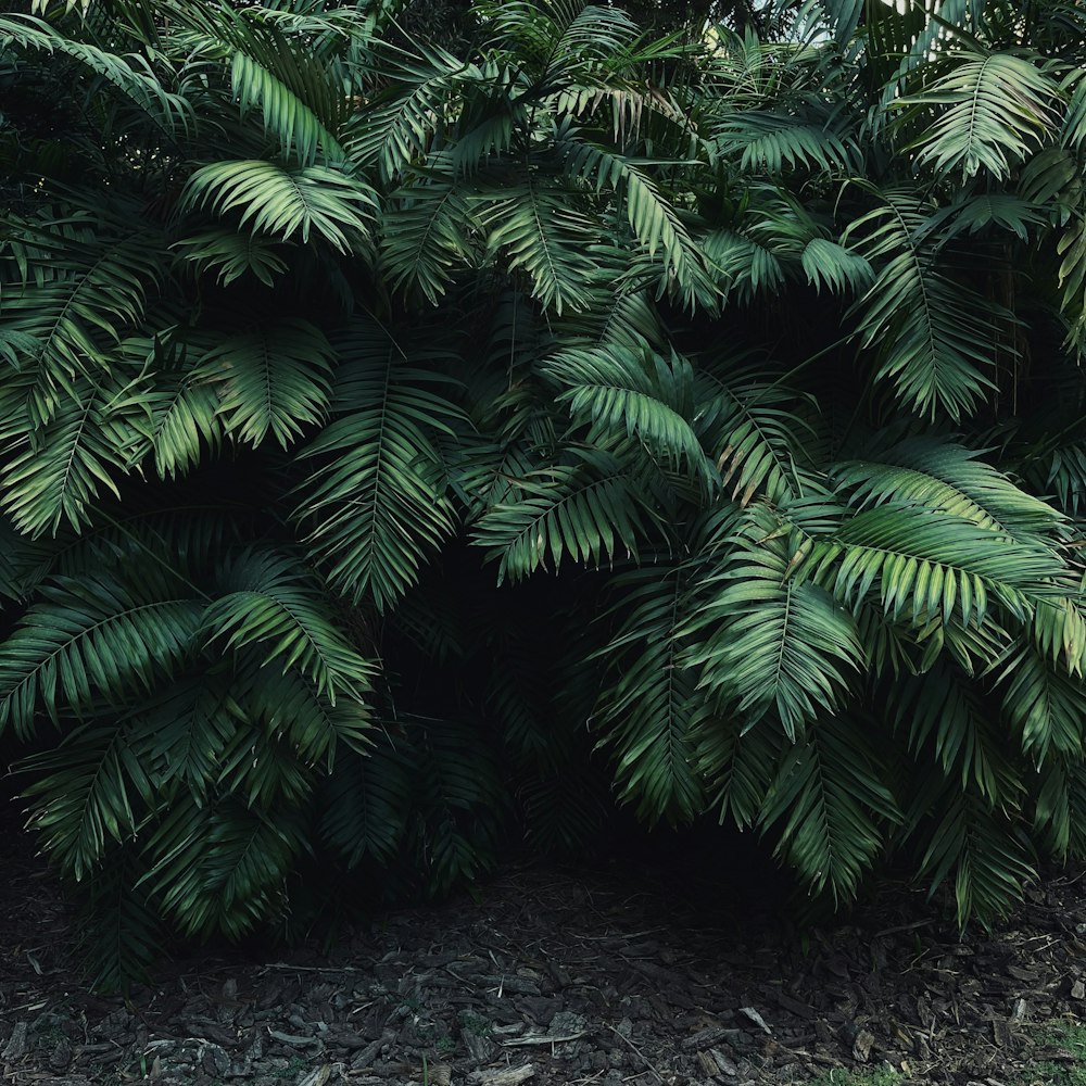 a group of green trees