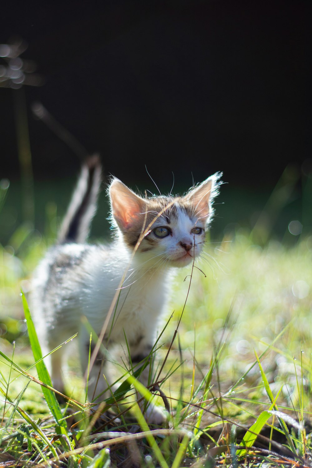 a cat in the grass