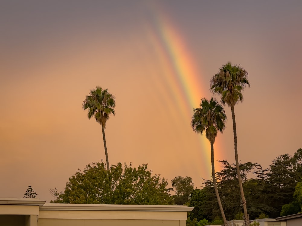 a rainbow over palm trees