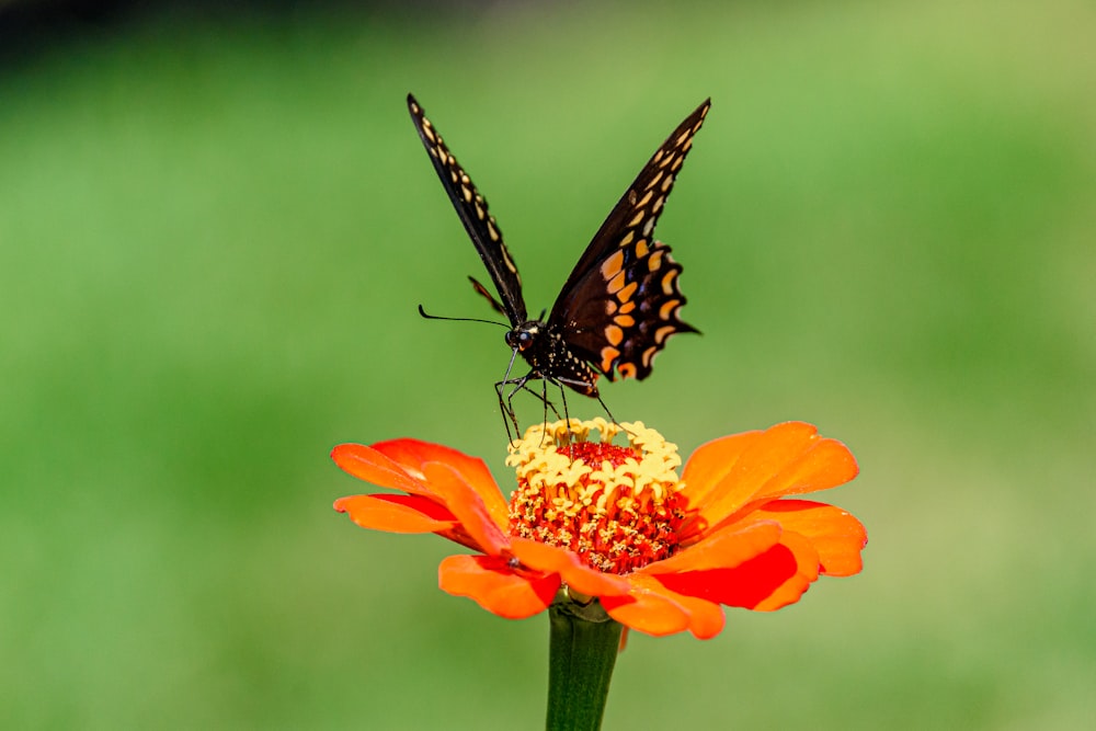 a butterfly on a flower