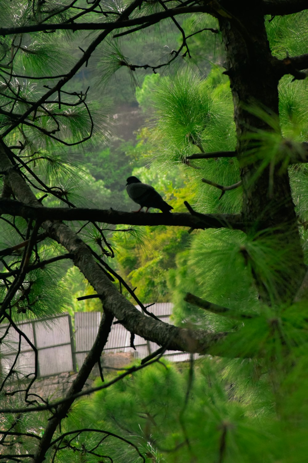 a bird sitting on a tree branch