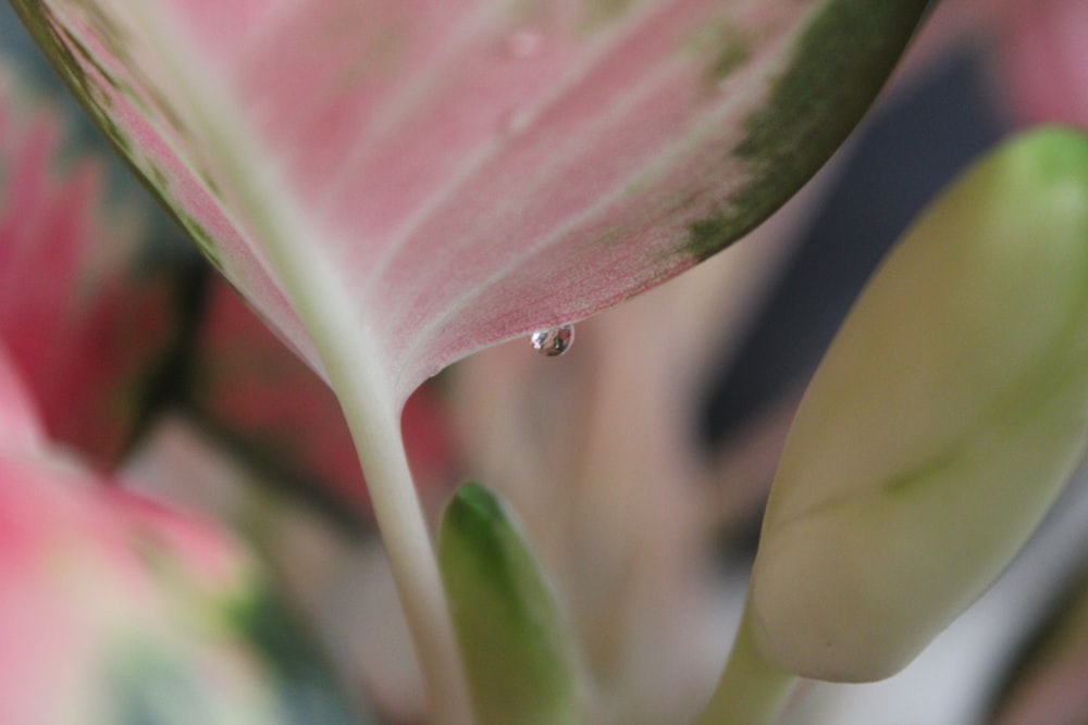 a drop of water on a leaf