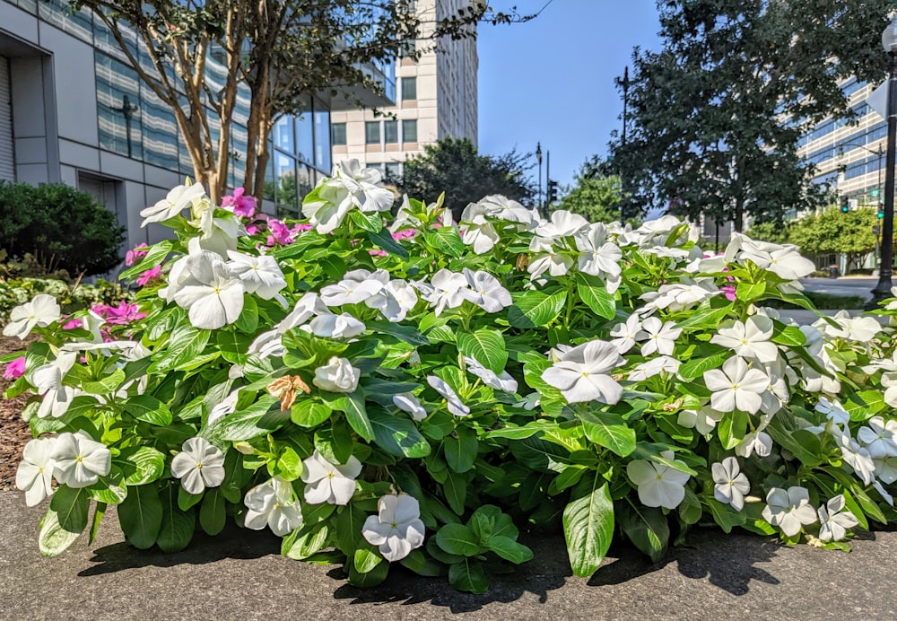 a group of flowers