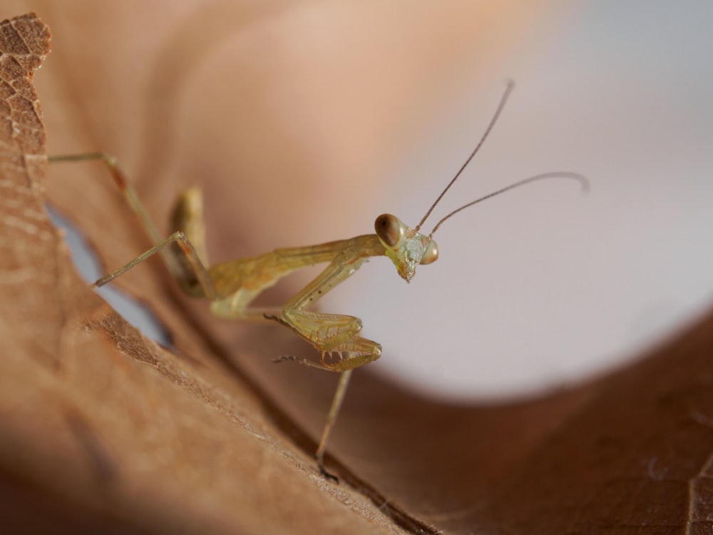 a green insect on a wood surface