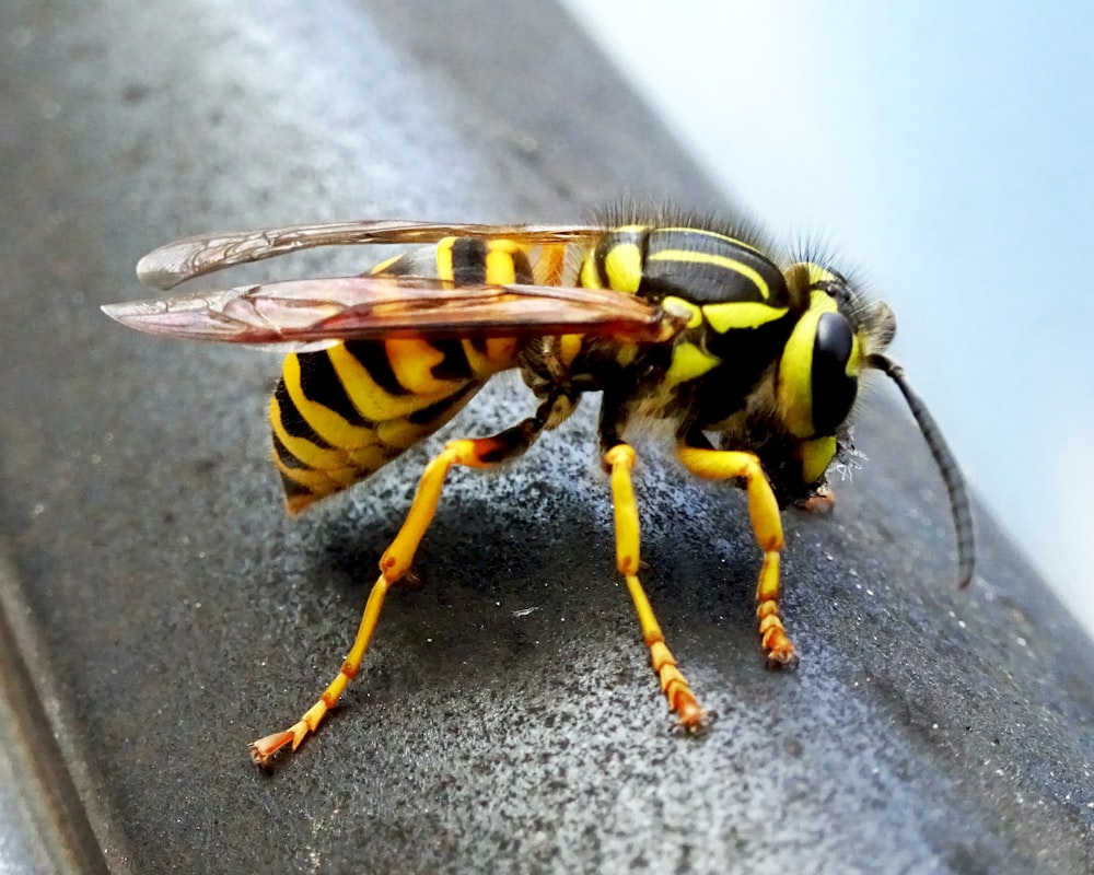 a close up of a bee