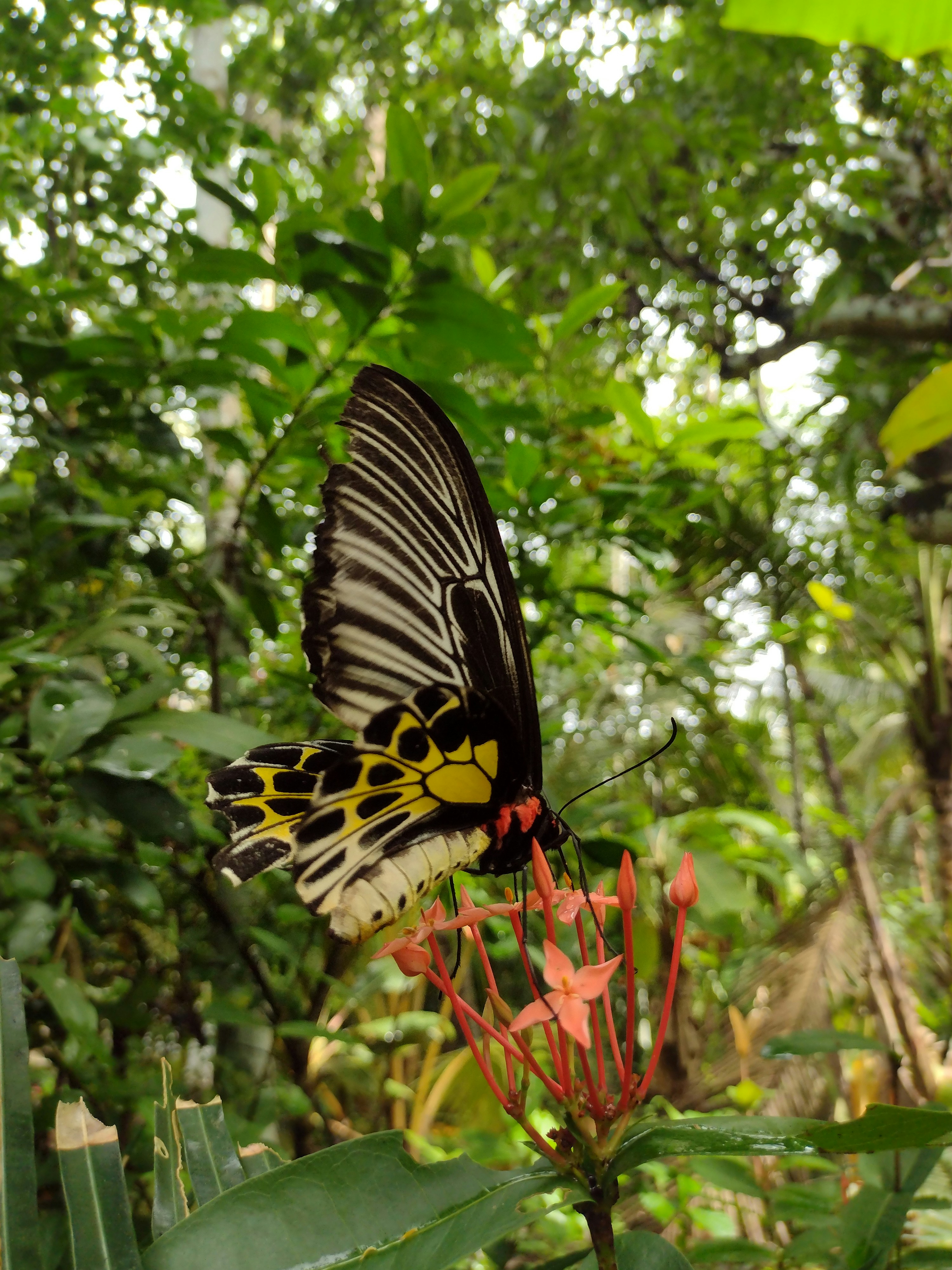 Ein Schmetterling auf einer Blume
