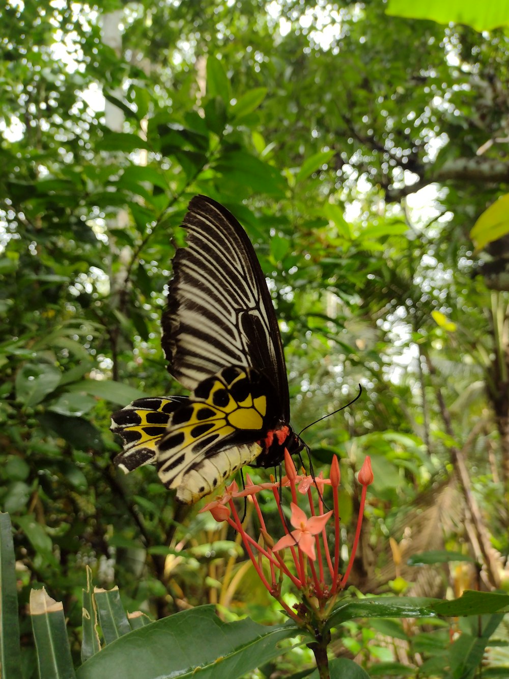 a butterfly on a flower