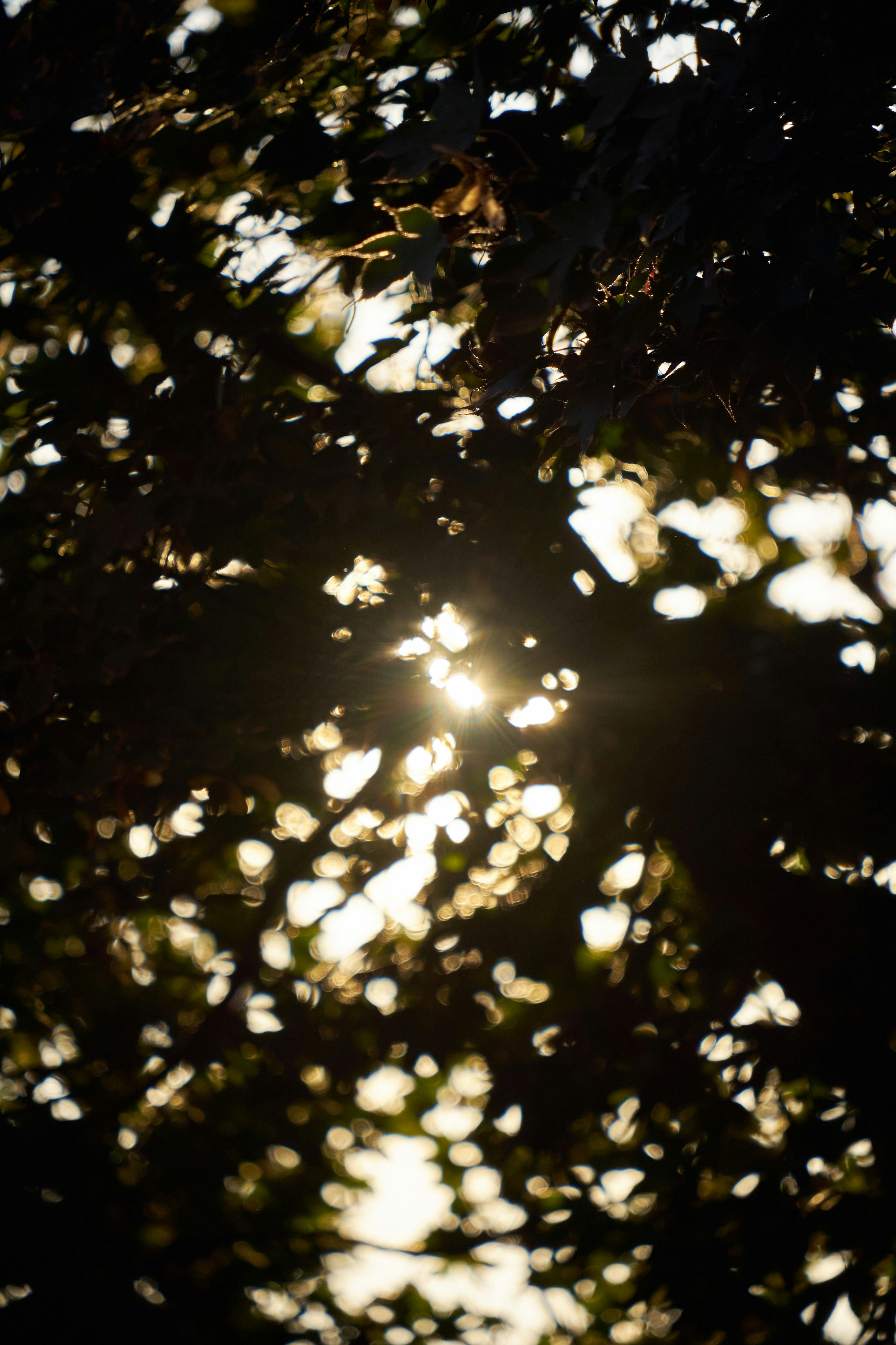 Photo by jamesnarayanan