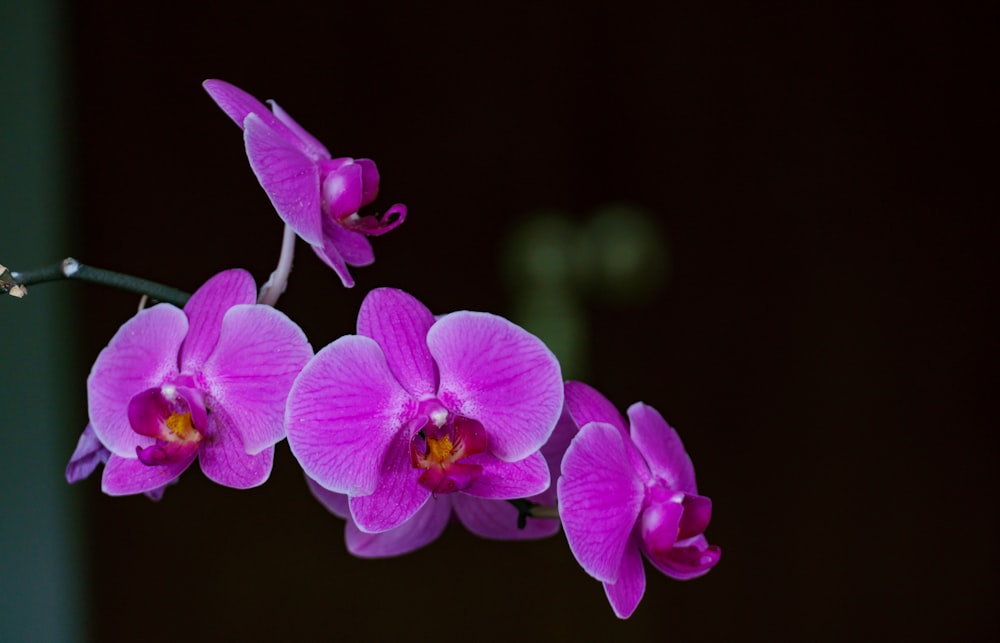 a group of flowers