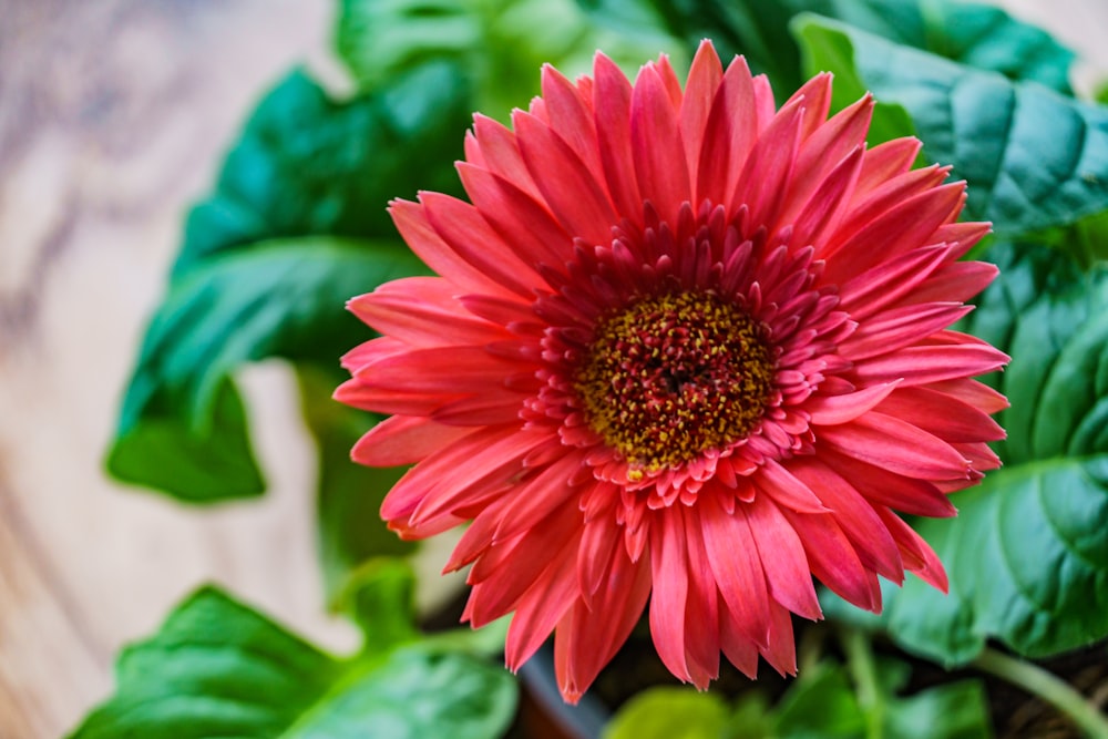 a close up of a flower