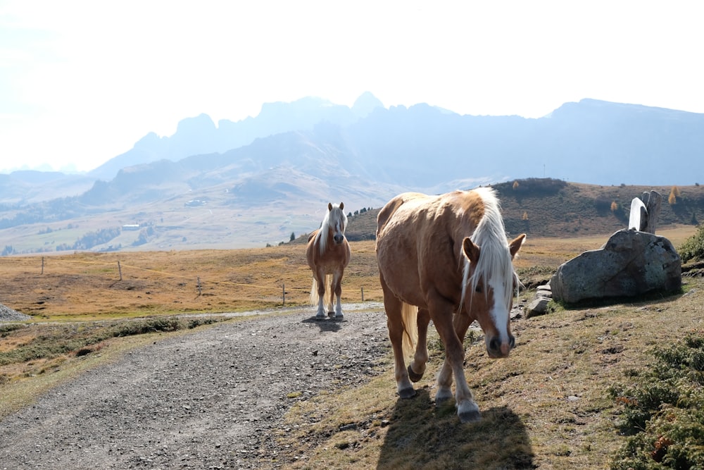 horses standing on a dirt road