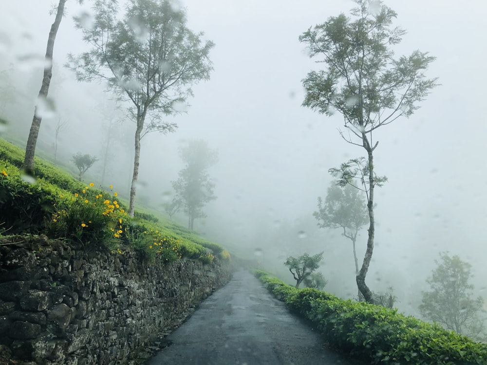 a foggy path with trees and bushes on either side of it