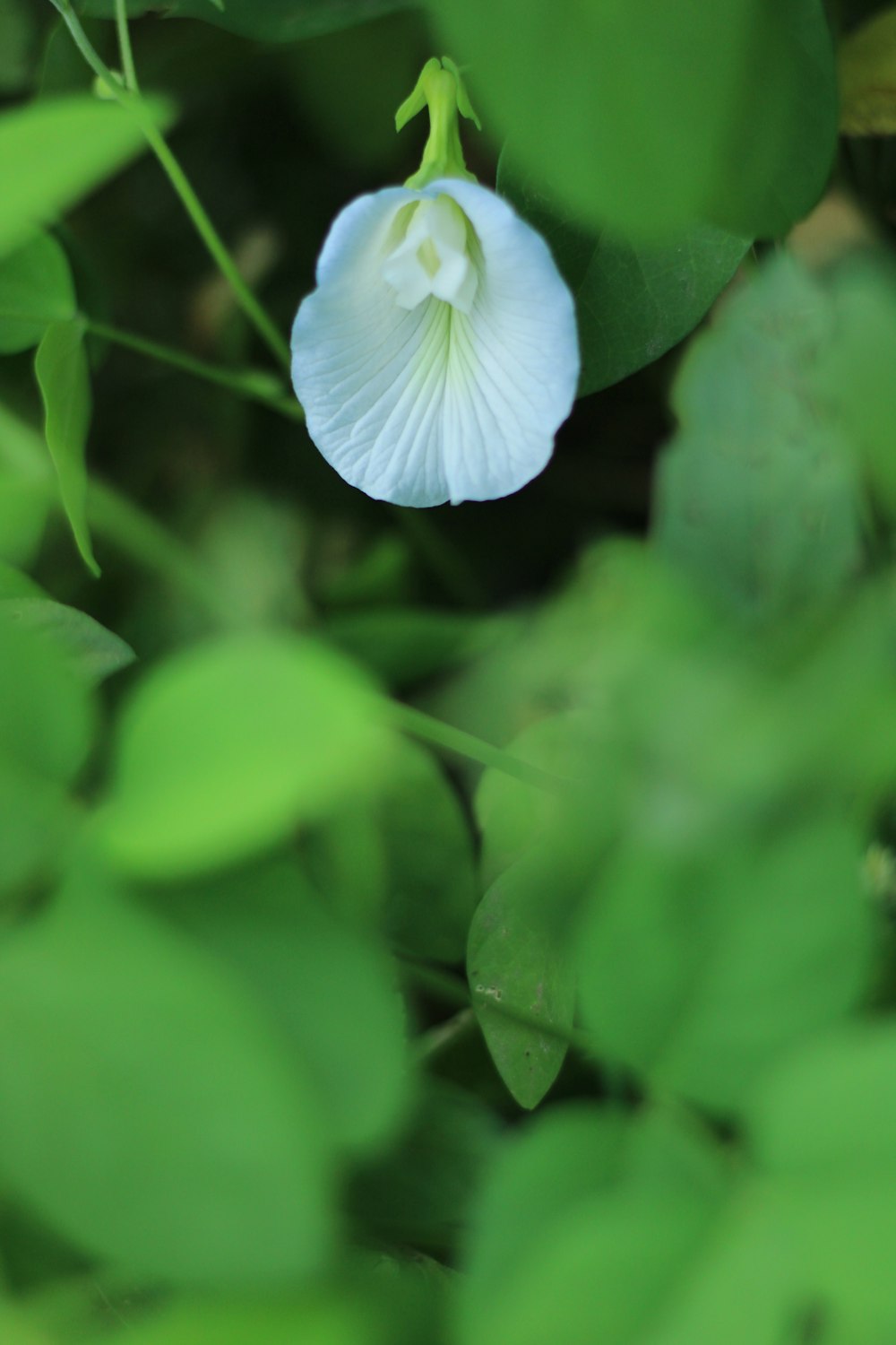 a white flower on a plant