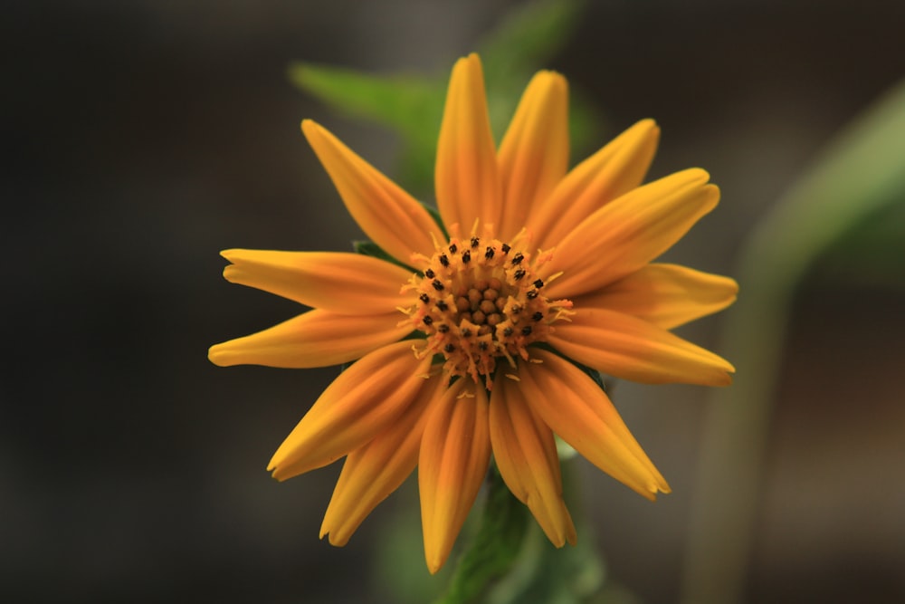 a yellow flower with a black background