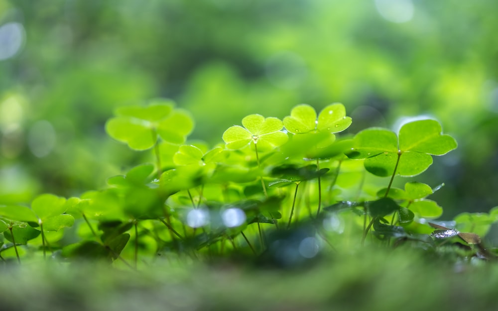 a close up of a plant