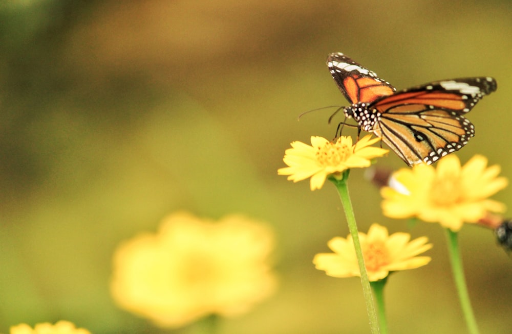 a butterfly on a flower