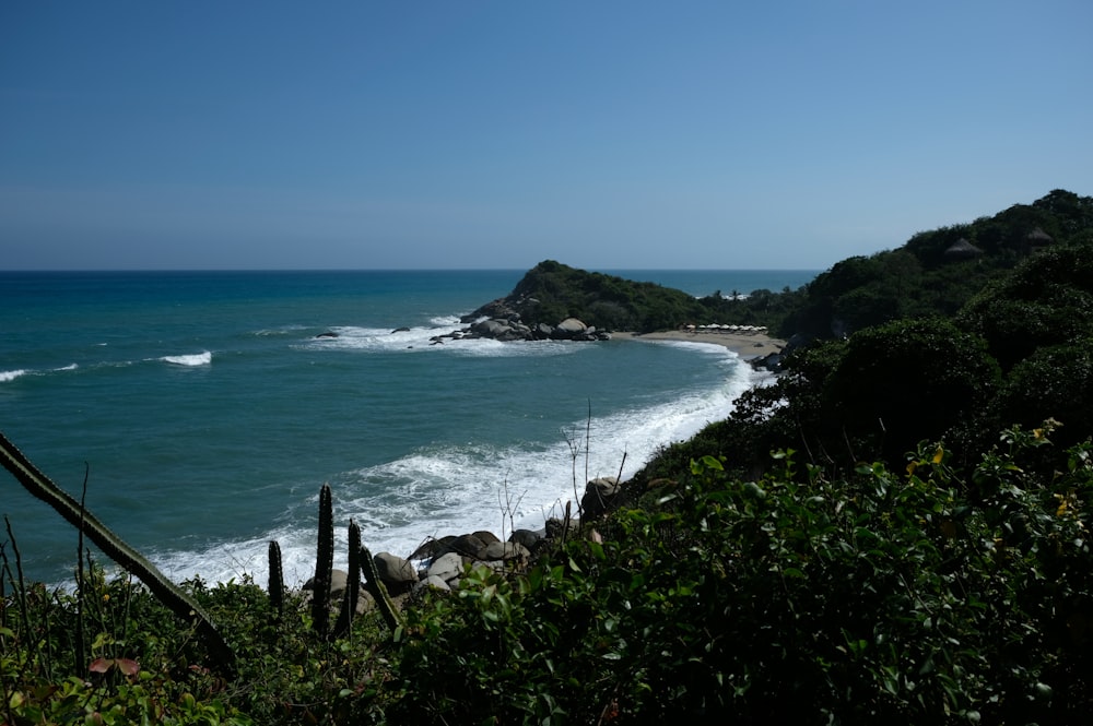 a beach with trees and bushes