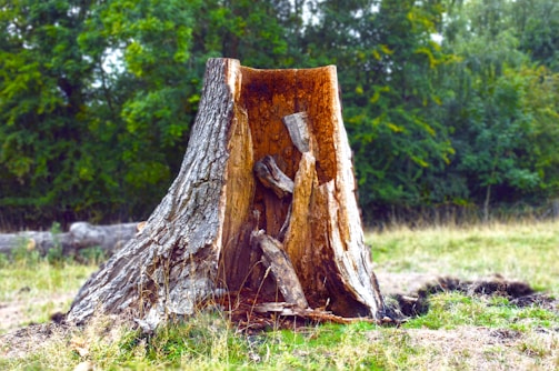 a tree stump with a hole in it