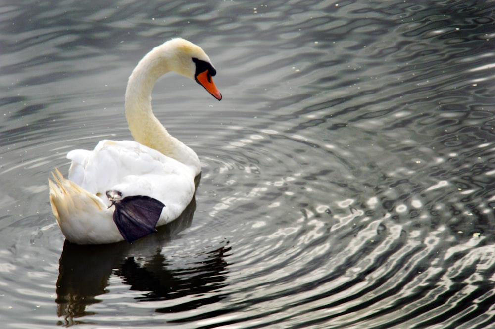 a white swan swimming in water