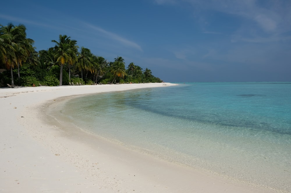 a beach with palm trees