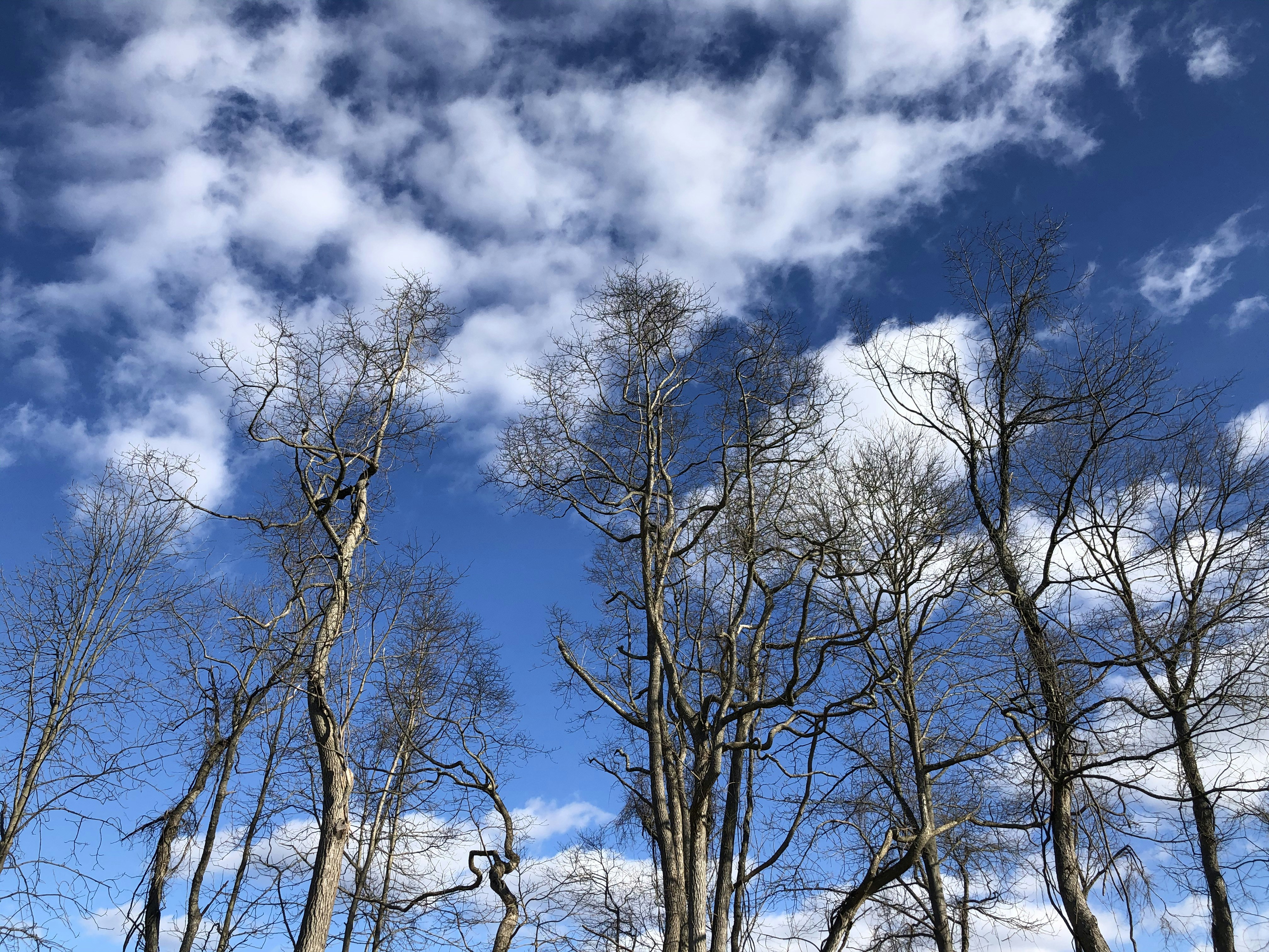 Un gruppo di alberi con cielo blu e nuvole sullo sfondo