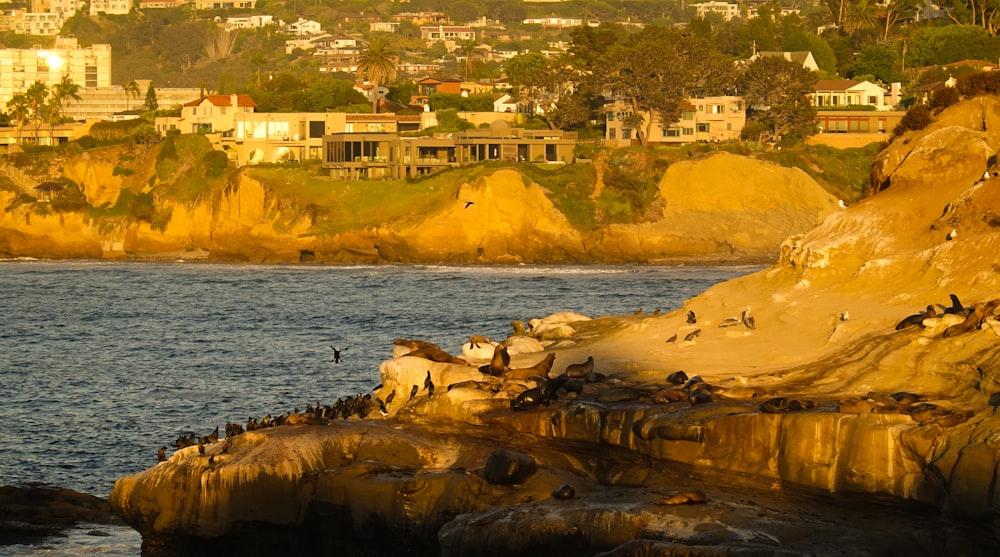 a group of birds on a rocky beach