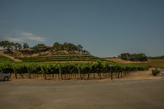 A modern automated vineyard stretching across rolling hills under a clear blue sky.