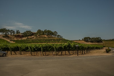 A vineyard stretches across rolling hills under a clear blue sky. Rows of grapevines are neatly aligned, and a small car is partially visible on the left. Trees dot the landscape, with a few structures atop the hill.