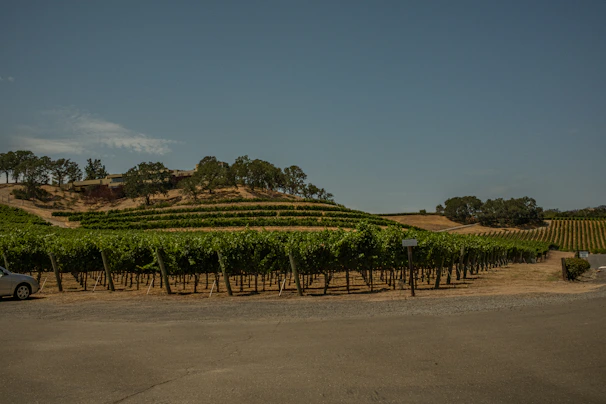 Rolling vineyard rows under a clear blue Marlborough sky at Whyte Estate.