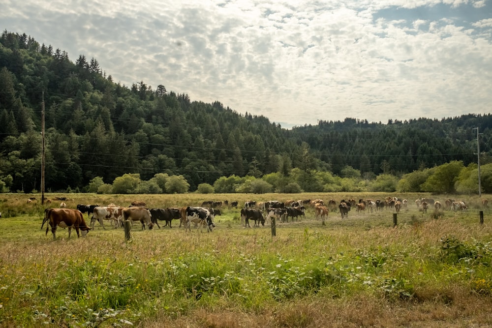 a herd of cows grazing in a field